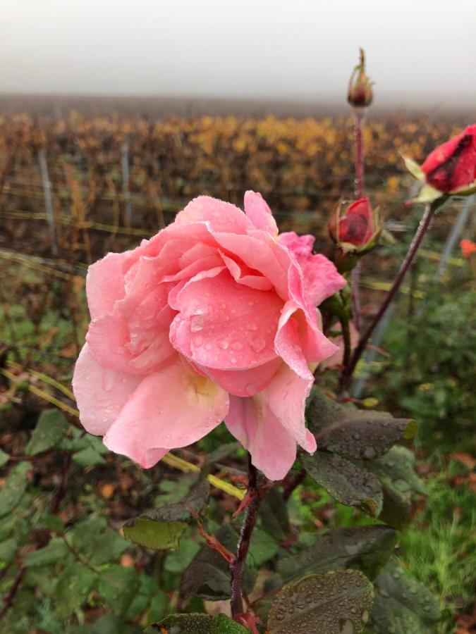 Вилла Floressens En Champagne Terrasse Privative Sur Le Vignoble Fleury-la-Riviere Экстерьер фото