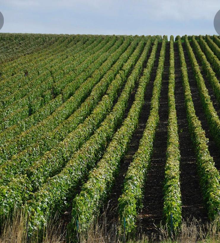 Вилла Floressens En Champagne Terrasse Privative Sur Le Vignoble Fleury-la-Riviere Экстерьер фото