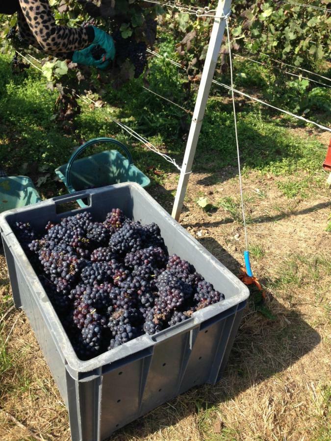 Вилла Floressens En Champagne Terrasse Privative Sur Le Vignoble Fleury-la-Riviere Экстерьер фото